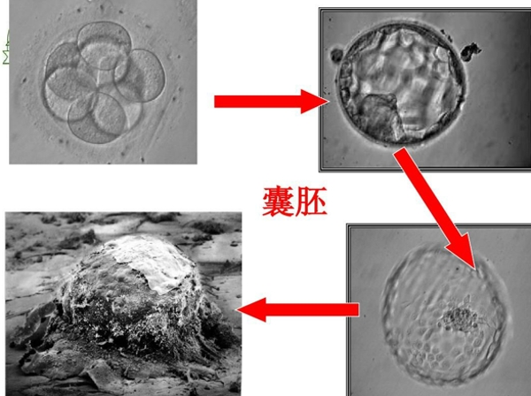 囊胚的发展过程