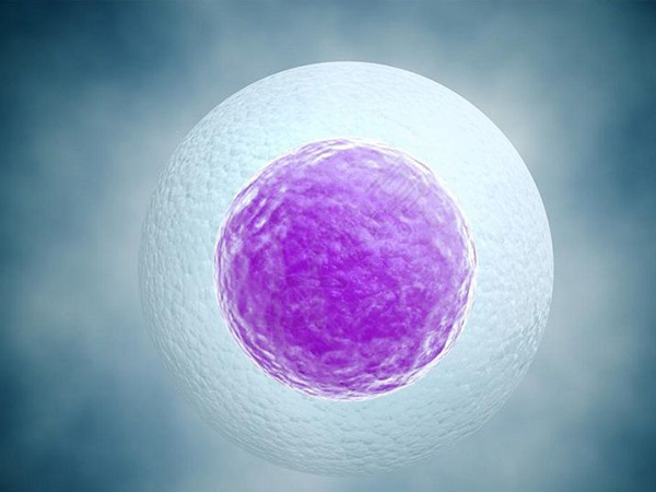 好孕汤能促进卵泡的发育