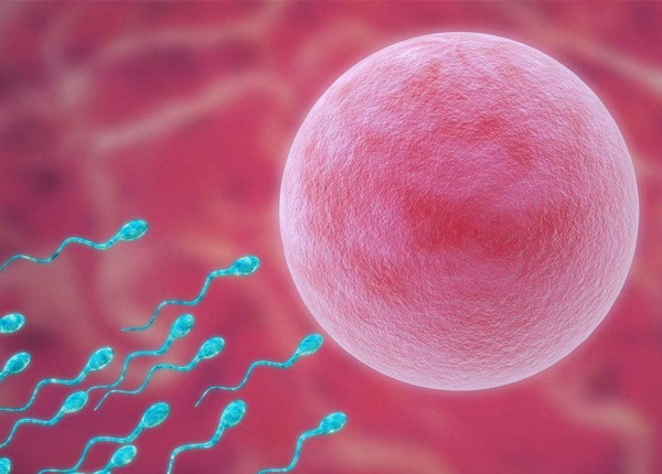 卵母细胞胞浆内单精子注射