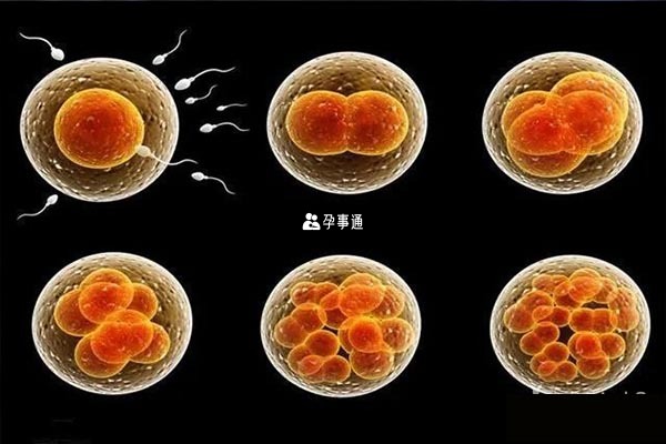 囊胚培养的过程