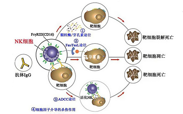 nk细胞免疫疗法机制