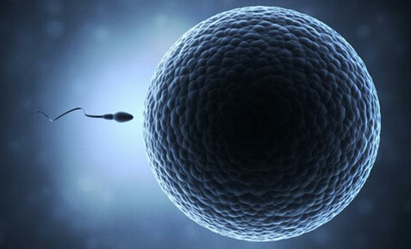 冻胚移植成功率高于鲜胚
