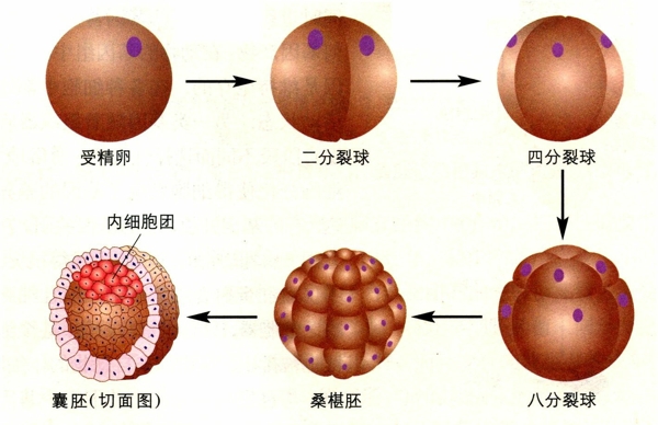 鲜胚是培养至3天的桑椹胚