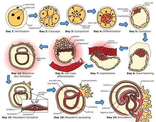 囊胚移植后的着床过程图