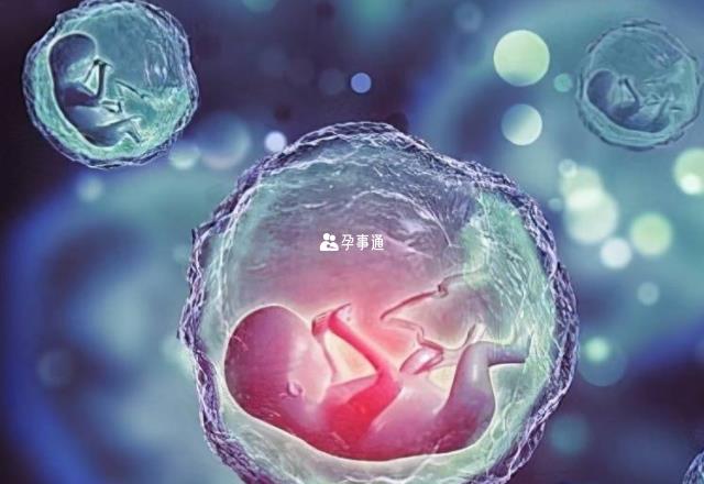 体外受精和胚胎移植技术