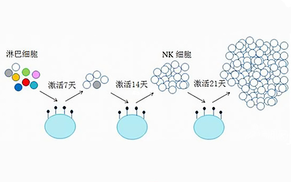 nk细胞扩增培养图