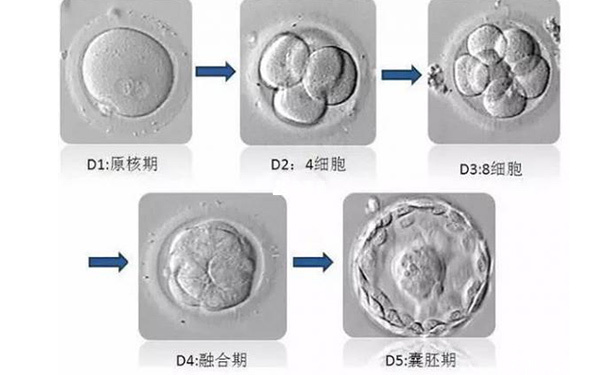 胚胎发育的过程