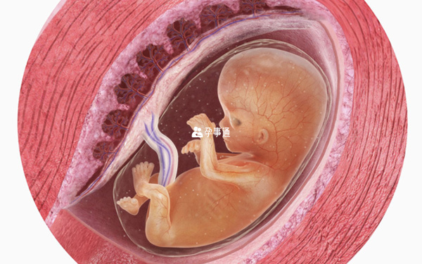 妊娠囊4cm一般是能够找到胎芽的
