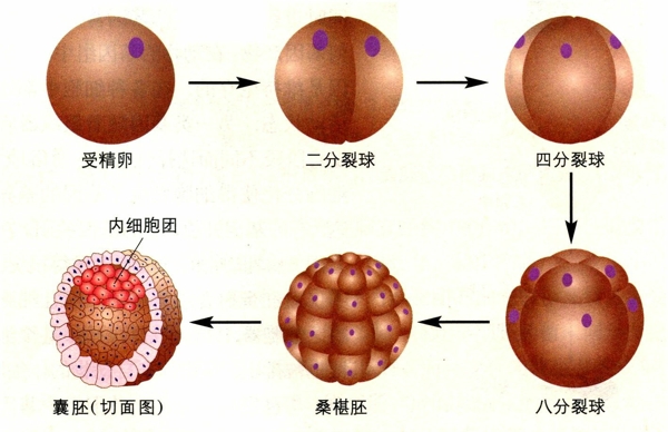 囊胚移植一般是单囊移植