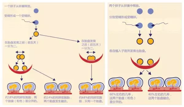 同卵双生和异卵的形成过程