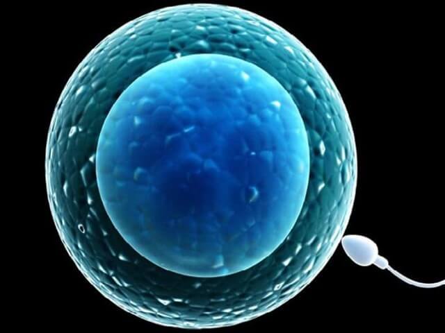 胚胎质量会影响试管移植着床成功率