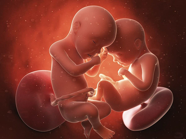 试管移植双胚能避免单个胚胎生化的现象