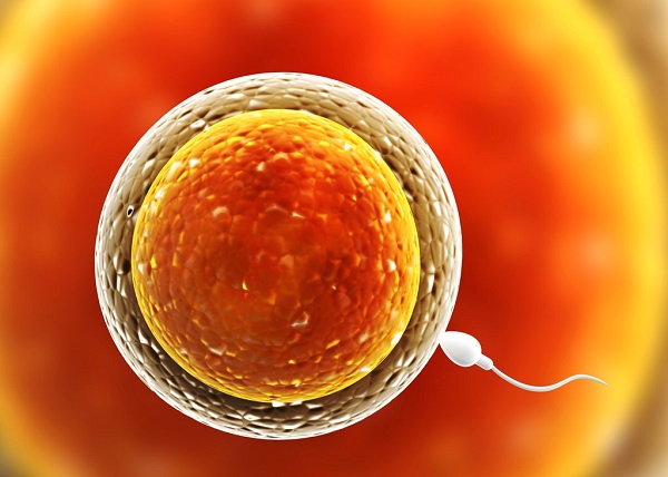 排卵障碍会影响女性受孕率