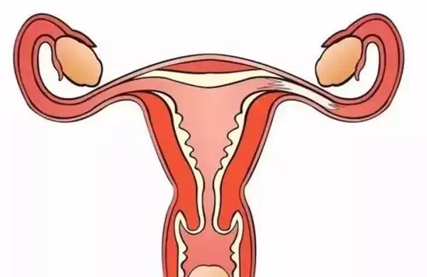 卵巢是女性身体的一部分