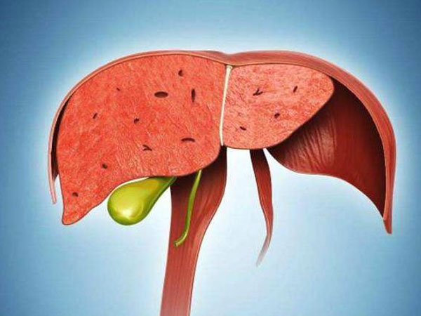 甘胆酸和总胆汁酸可用于判断肝脏疾病