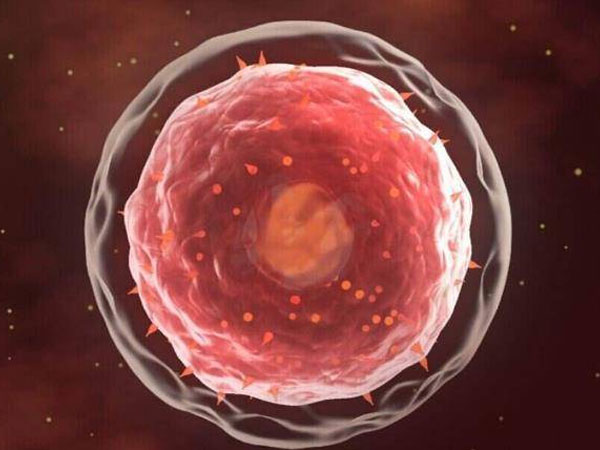 nk细胞有消杀作用会影响胚胎着床