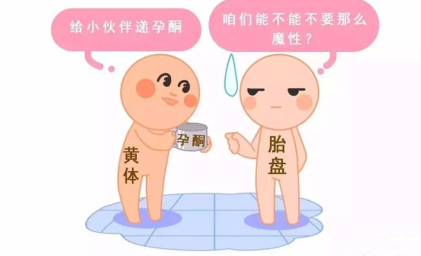 黄体与卵泡形成有关