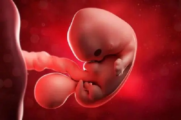 黄体素能促进胚胎形成