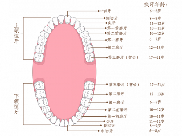 换牙顺序为先下后上