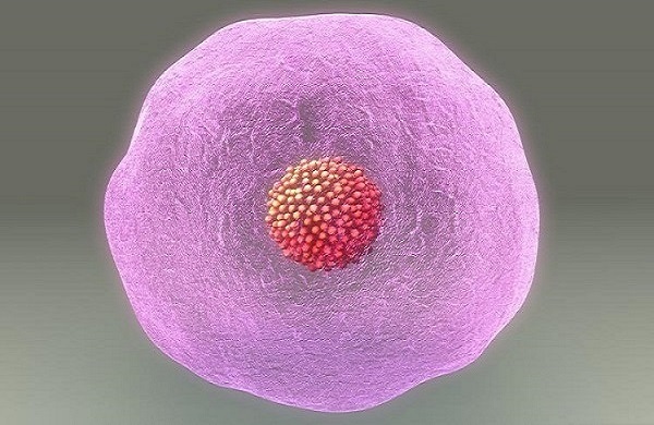 AA级是优质胚胎