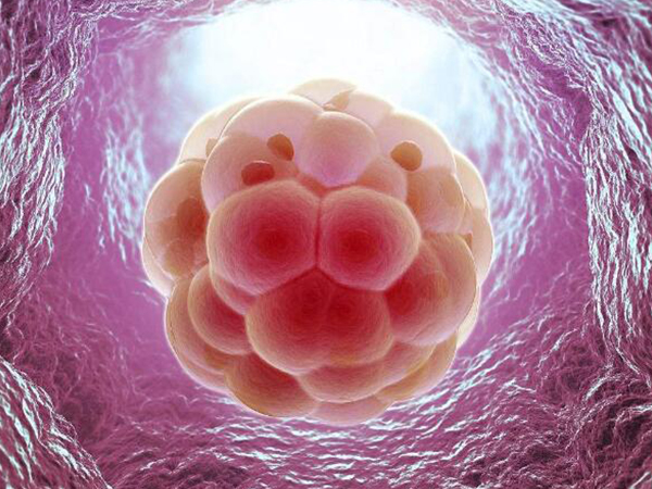 鲜胚会先发育成囊胚后再着床