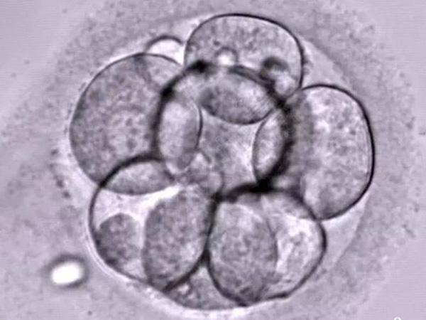 养囊成功率与胚胎质量有关