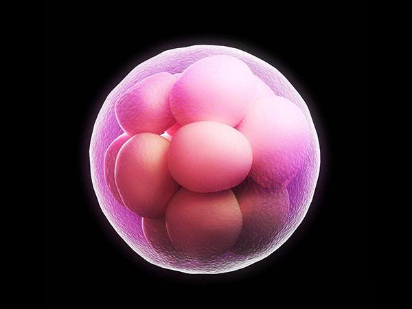囊胚移植后妊娠率更高