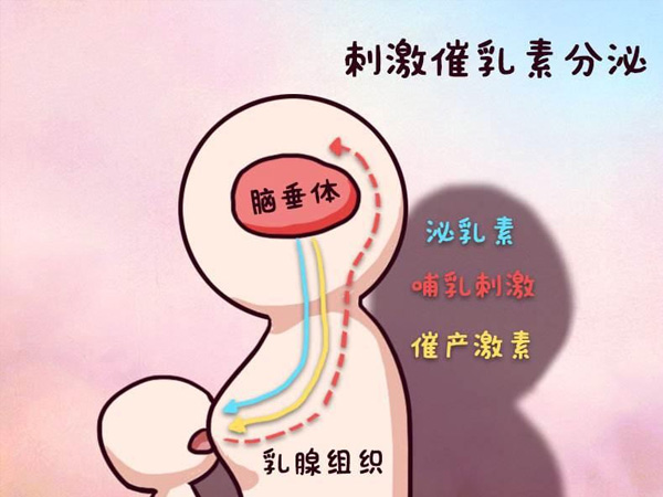 泌乳素升高有多方面原因