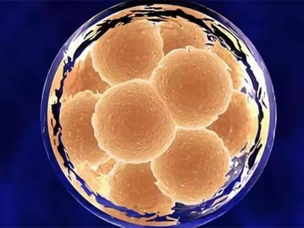 鲜胚移植后怎么做有利于胚胎着床