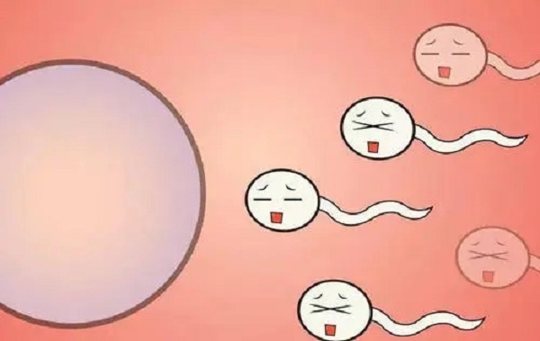 部分胚胎会因身体状况着床晚