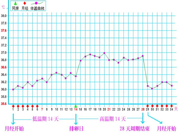 通过排卵期体温曲线图准确找到排卵日