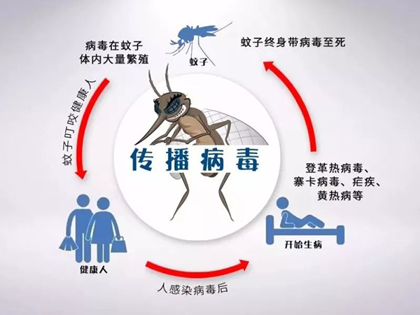 黄热病是蚊子叮咬而传播的急性传染病