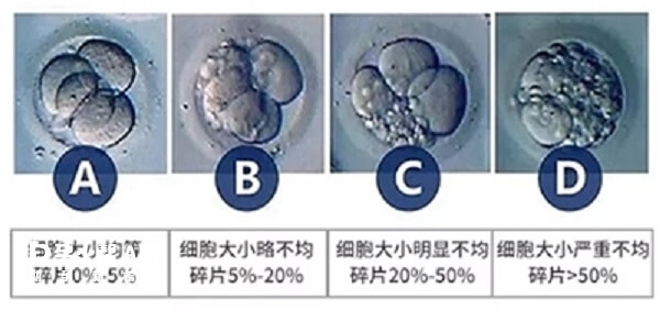 胚胎划分等级