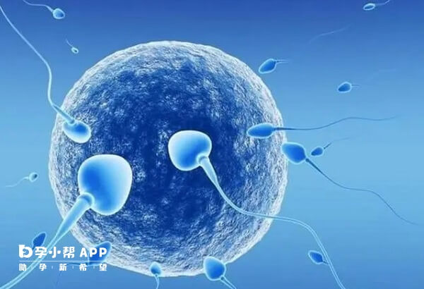 囊胚发育和着床情况受各种因素影响