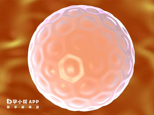 鲜胚与冻胚成功率无明显区别