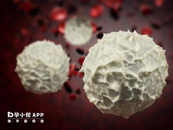 白细胞升高有危害