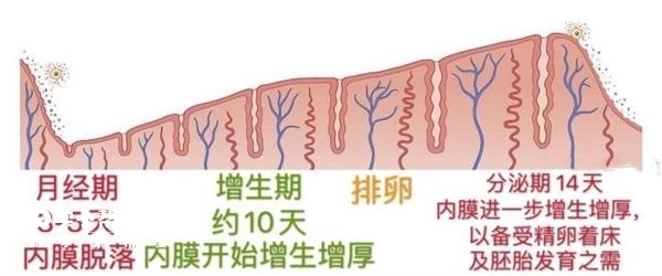 子宫内膜变化图