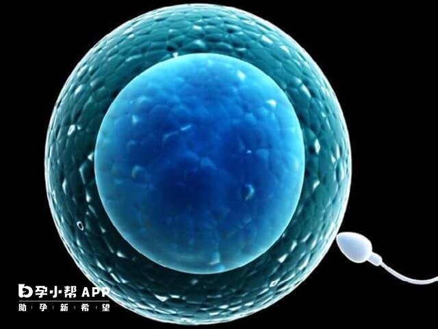 精卵质量会影响高龄供卵试管成功率