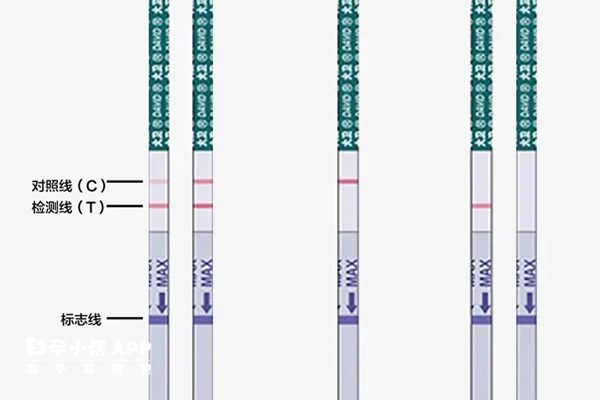 验孕试纸各区域位置图