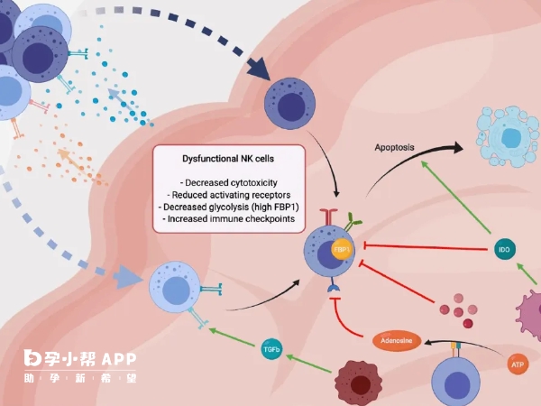 nk细胞偏高会影响到做试管