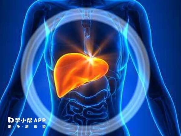 甘胆酸可以反应肝脏功能情况