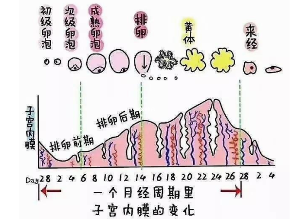 卵泡大小与内膜厚度对照图