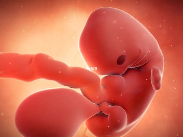 胚胎发育迟缓要及时治疗