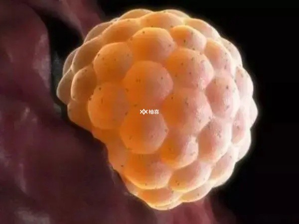 鲜胚移植第2天发育为囊胚