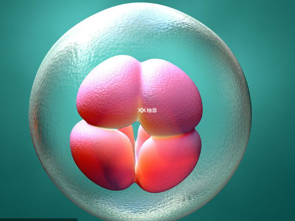 胚胎发育四个影响因素