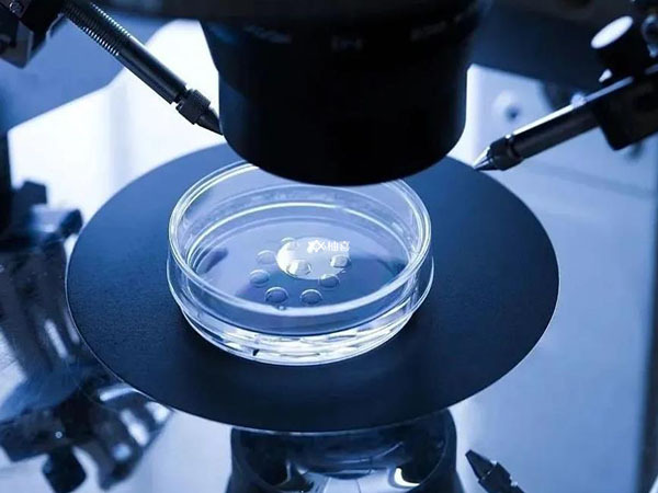 5细胞二级鲜胚移植成功率高