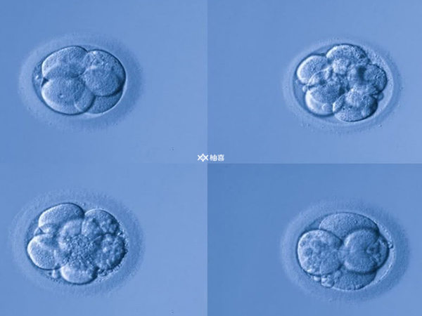 三级四级胚胎移植成功率不高