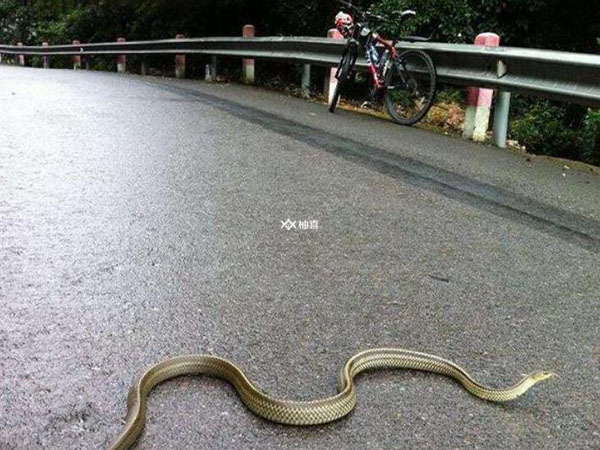 公路不小心上压蛇有什么预兆