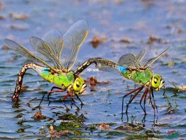 梦见蜻蜓是什么预兆