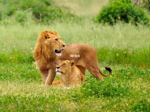 孕妇梦见狮子有什么寓意